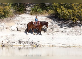 American Quarter Horse, Ruin, 16 Jaar, 150 cm, Roodbruin