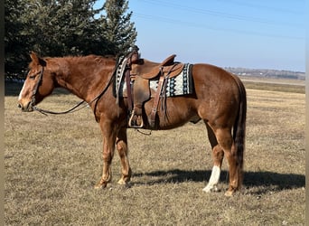 American Quarter Horse, Ruin, 16 Jaar, 150 cm, Roodvos