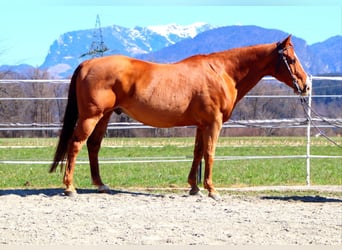American Quarter Horse, Ruin, 16 Jaar, 151 cm, Vos