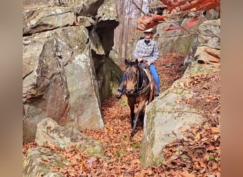 American Quarter Horse, Ruin, 16 Jaar, 152 cm, Buckskin