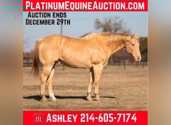 American Quarter Horse, Ruin, 16 Jaar, 152 cm, Champagne