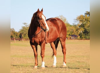 American Quarter Horse, Ruin, 16 Jaar, 152 cm, Donkere-vos