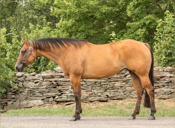 American Quarter Horse, Ruin, 16 Jaar, 152 cm, Falbe