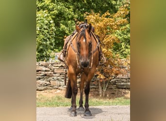 American Quarter Horse, Ruin, 16 Jaar, 152 cm, Falbe