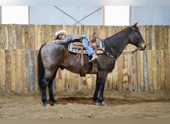 American Quarter Horse, Ruin, 16 Jaar, 152 cm, Roan-Bay