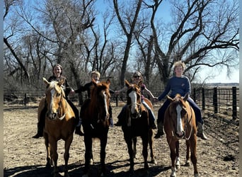 American Quarter Horse, Ruin, 16 Jaar, 152 cm, Roodvos