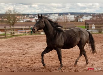 American Quarter Horse, Ruin, 16 Jaar, 153 cm, Zwartbruin