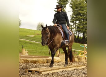 American Quarter Horse, Ruin, 16 Jaar, 155 cm, Grullo