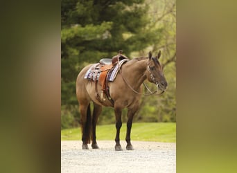 American Quarter Horse, Ruin, 16 Jaar, 155 cm, Grullo