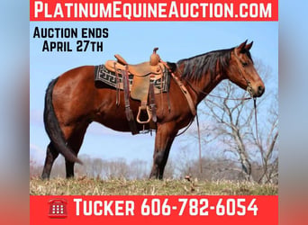 American Quarter Horse, Ruin, 16 Jaar, 155 cm, Roodbruin