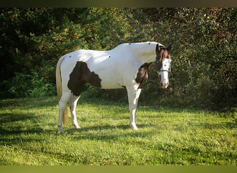 American Quarter Horse, Ruin, 16 Jaar, 155 cm, Tobiano-alle-kleuren