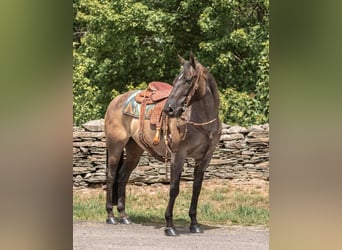 American Quarter Horse, Ruin, 16 Jaar, 157 cm, Grullo