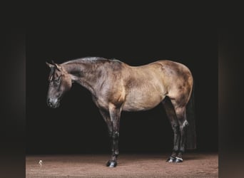 American Quarter Horse, Ruin, 16 Jaar, 157 cm, Grullo