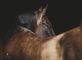 American Quarter Horse, Ruin, 16 Jaar, 157 cm, Grullo