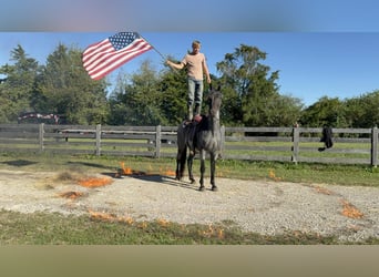 American Quarter Horse, Ruin, 16 Jaar, 157 cm, Roan-Blue