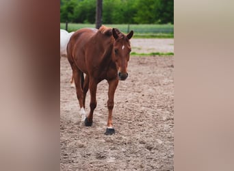 American Quarter Horse, Ruin, 16 Jaar, 158 cm, Vos