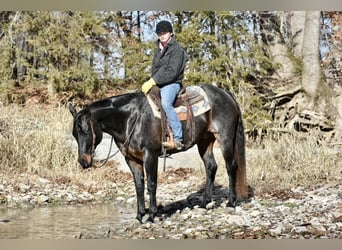 American Quarter Horse, Ruin, 16 Jaar, 160 cm, Roan-Blue