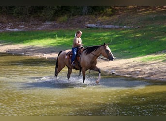 American Quarter Horse, Ruin, 16 Jaar, Buckskin
