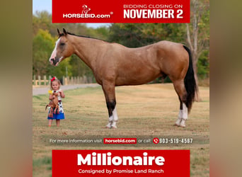 American Quarter Horse, Ruin, 16 Jaar, Buckskin