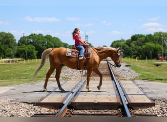American Quarter Horse, Ruin, 16 Jaar, Palomino