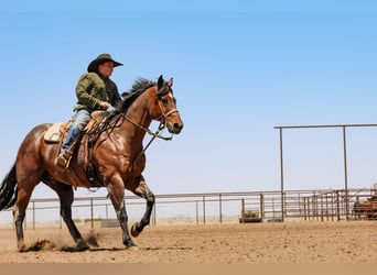 American Quarter Horse, Ruin, 16 Jaar, Roan-Bay