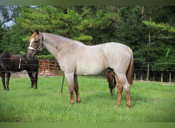 American Quarter Horse, Ruin, 16 Jaar, Roan-Red