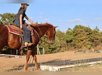 American Quarter Horse, Ruin, 16 Jaar, Roodvos