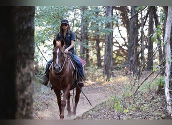 American Quarter Horse, Ruin, 16 Jaar, Roodvos