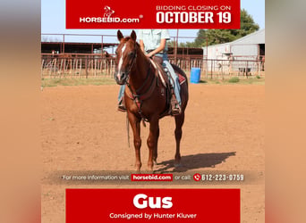 American Quarter Horse, Ruin, 16 Jaar, Roodvos