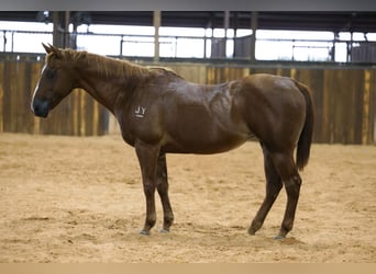 American Quarter Horse, Ruin, 16 Jaar, Roodvos
