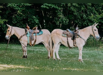 American Quarter Horse, Ruin, 17 Jaar, 132 cm, Palomino