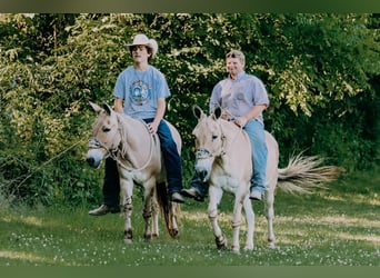 American Quarter Horse, Ruin, 17 Jaar, 132 cm, Palomino