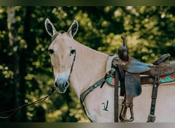 American Quarter Horse, Ruin, 17 Jaar, 132 cm, Palomino