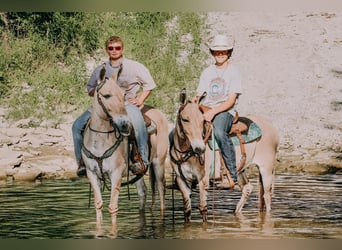 American Quarter Horse, Ruin, 17 Jaar, 132 cm, Palomino