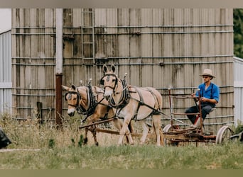 American Quarter Horse, Ruin, 17 Jaar, 132 cm, Palomino