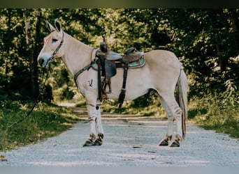 American Quarter Horse, Ruin, 17 Jaar, 132 cm, Palomino