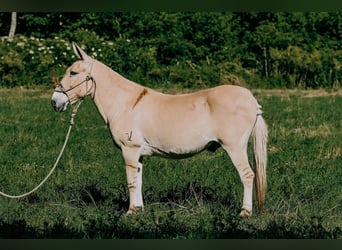 American Quarter Horse, Ruin, 17 Jaar, 132 cm, Palomino