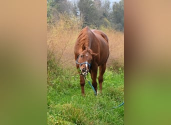 American Quarter Horse, Ruin, 17 Jaar, 149 cm, Vos