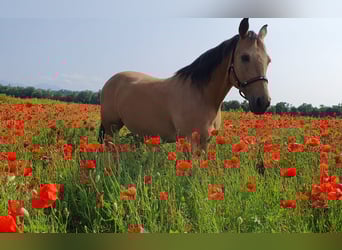 American Quarter Horse, Ruin, 17 Jaar, 150 cm, Buckskin