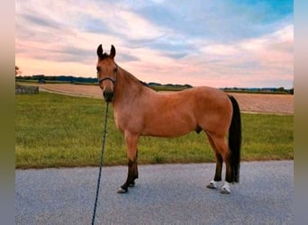American Quarter Horse, Ruin, 17 Jaar, 150 cm, Buckskin