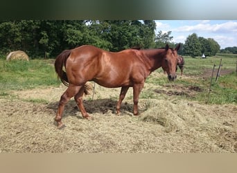 American Quarter Horse, Ruin, 17 Jaar, 152 cm, Donkere-vos