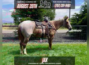 American Quarter Horse, Ruin, 17 Jaar, 152 cm, Roan-Red