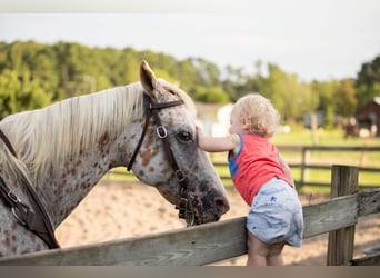 American Quarter Horse, Ruin, 17 Jaar, 152 cm, Wit