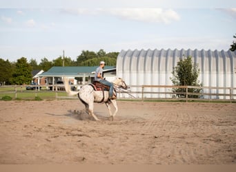 American Quarter Horse, Ruin, 17 Jaar, 152 cm, Wit