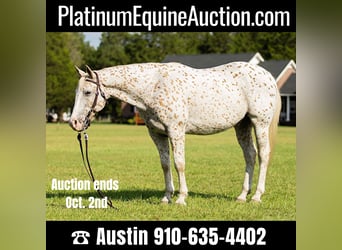 American Quarter Horse, Ruin, 17 Jaar, 152 cm, Wit