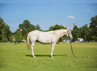 American Quarter Horse, Ruin, 17 Jaar, 152 cm, Wit