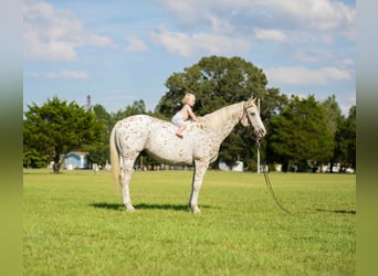 American Quarter Horse, Ruin, 17 Jaar, 152 cm, Wit