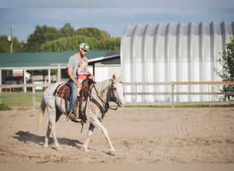 American Quarter Horse, Ruin, 17 Jaar, 152 cm, Wit