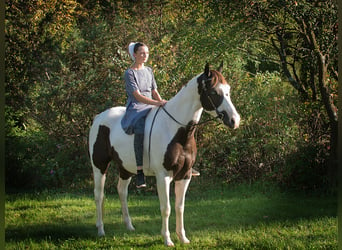 American Quarter Horse, Ruin, 17 Jaar, 155 cm, Tobiano-alle-kleuren