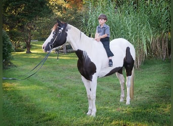 American Quarter Horse, Ruin, 17 Jaar, 155 cm, Tobiano-alle-kleuren